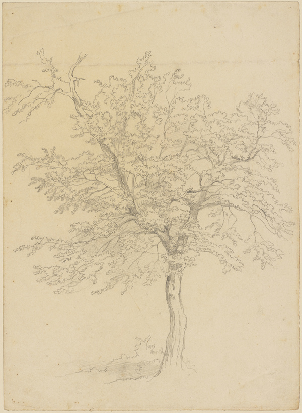 Lorenz Quaglio, Baum-Studie (schwach belaubt)