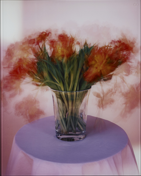Michael Wesely, 3.1.-11.1.1998 (Blumen), 1998