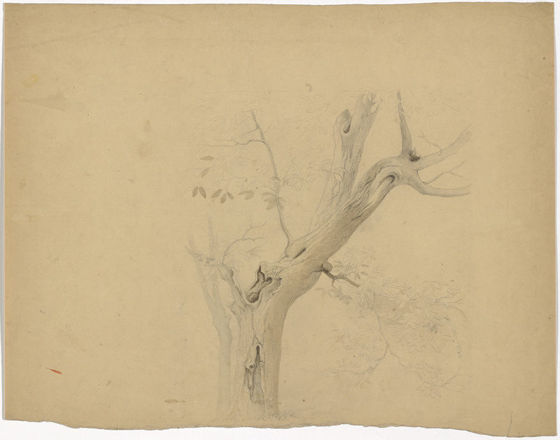 Otto Gebler, Baumstudien