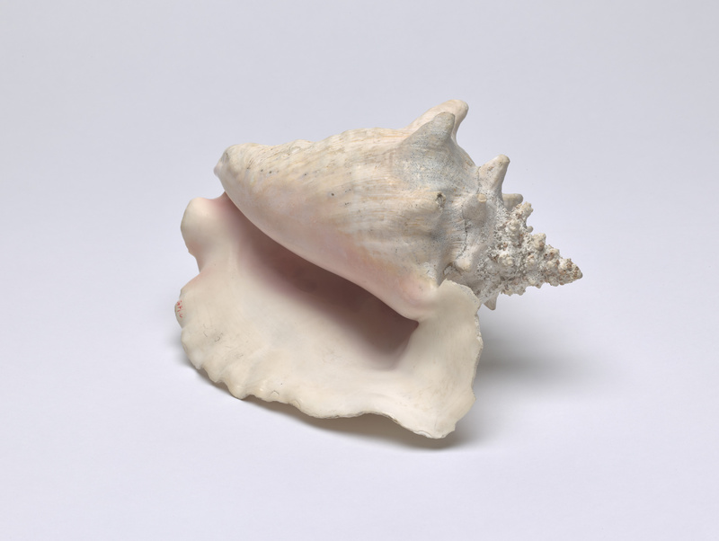 Unbekannt, Muscheln; a) Muschel mit Messingfuß, Drachen, b-k) verschiedene Muscheln; l) Tuba-Muschel, groß, Nautilus-Pokal