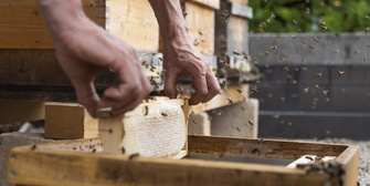 Mit Imker Jürgen Brandl