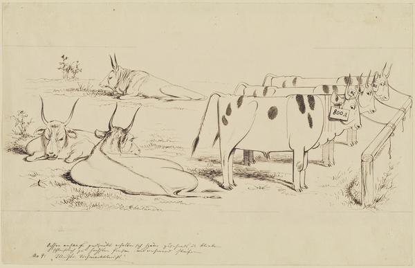 Adolf Oberländer, Illustrierter Viehmarkt-Bericht