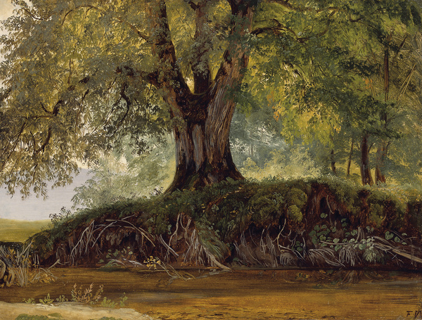 Friedrich Voltz, Alter Laubbaum am Wasser, n. d.