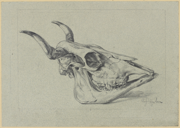 Peter von Halm, Rinderschädel