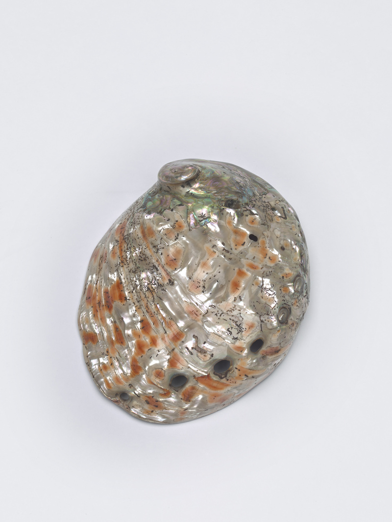 Unbekannt, Muscheln; a) Muschel mit Messingfuß, Drachen, b-k) verschiedene Muscheln; l) Tuba-Muschel, groß, Nautilus-Pokal