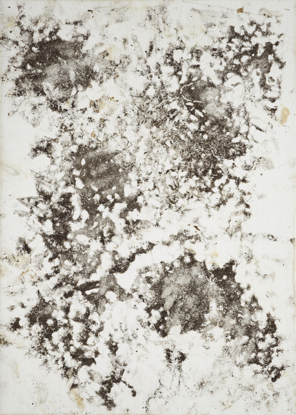 Karin Sander, Gebrauchsbild 164, Hortensie, Berlin, 2013